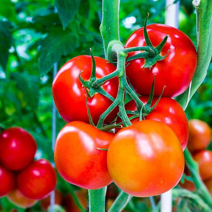 Doff Tomato Plant Feed